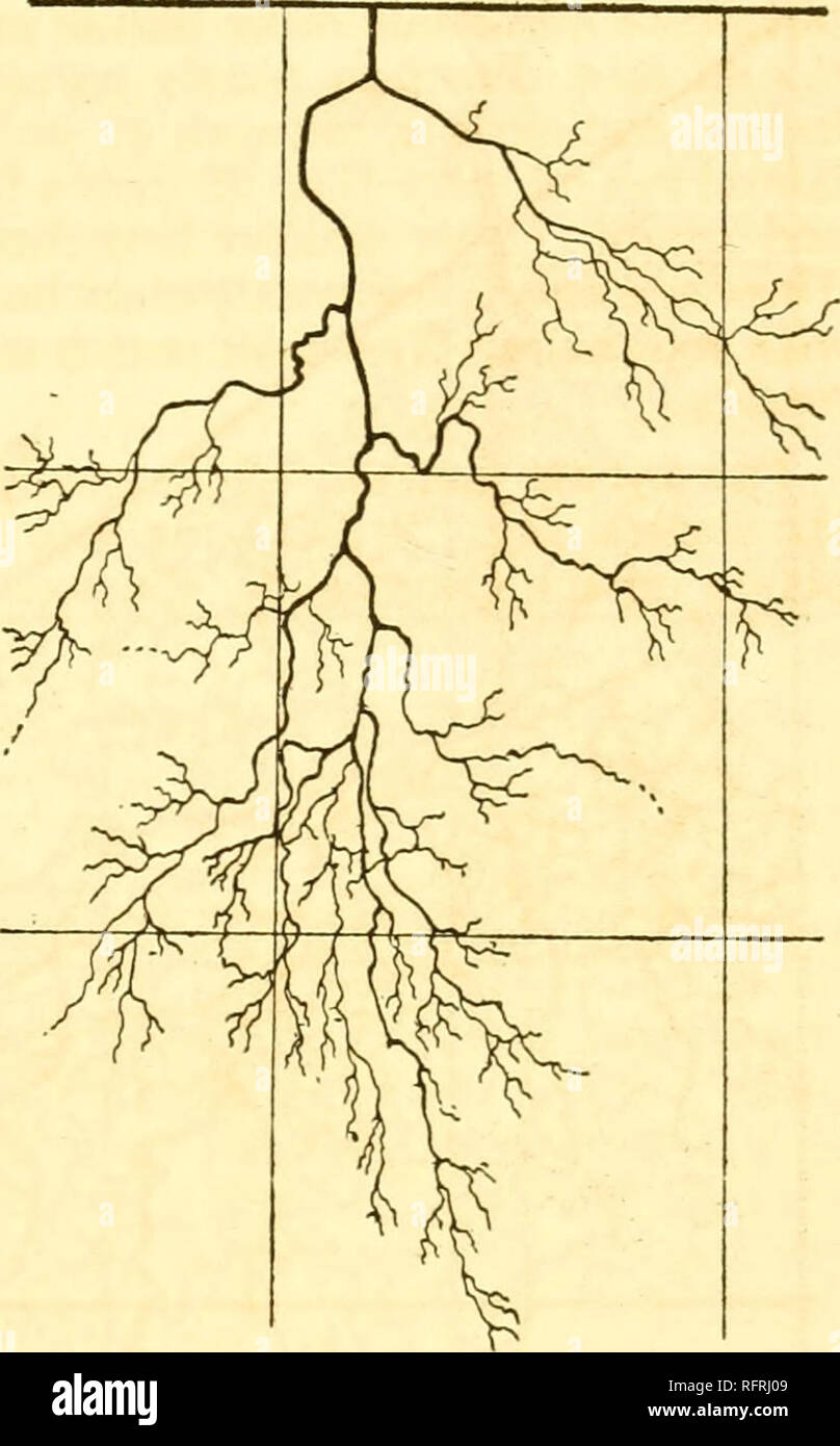 Well developed root system hi-res stock photography and images - Alamy