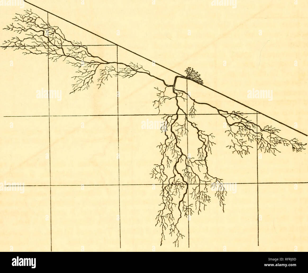 Kinked Roots Semi decomposed hi-res stock photography and images - Alamy