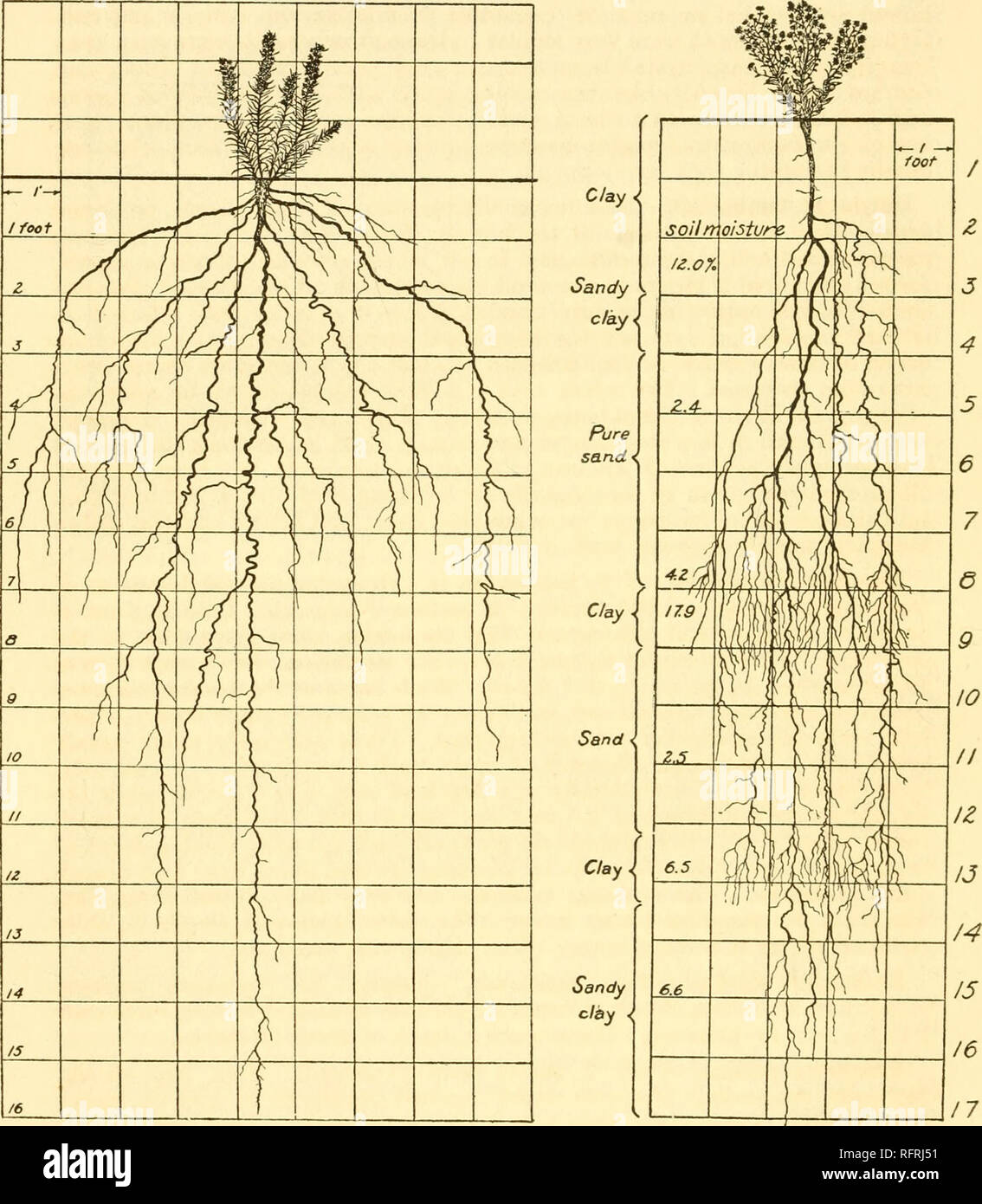 . Carnegie Institution of Washington publication. 10 THE ECOLOGICAL RELATIONS OF ROOTS. This plant has a root system which spreads immediately below the sm-face. Many of the numerous small roots pursue an oblique direction and spread from 12 to 18 inches on either side of the plant before they turn downward. Most of the roots are only about 1 mm. in diameter and poorly branched.. Fig. 2.—Root system of Liatris punctata. Fig. 3.—Root system oiKulmia glulinosa. However, they are very abundant in the first 2 feet of soil, while maximum depths of over 5 feet are attained. They are yellowish-brown  Stock Photo
