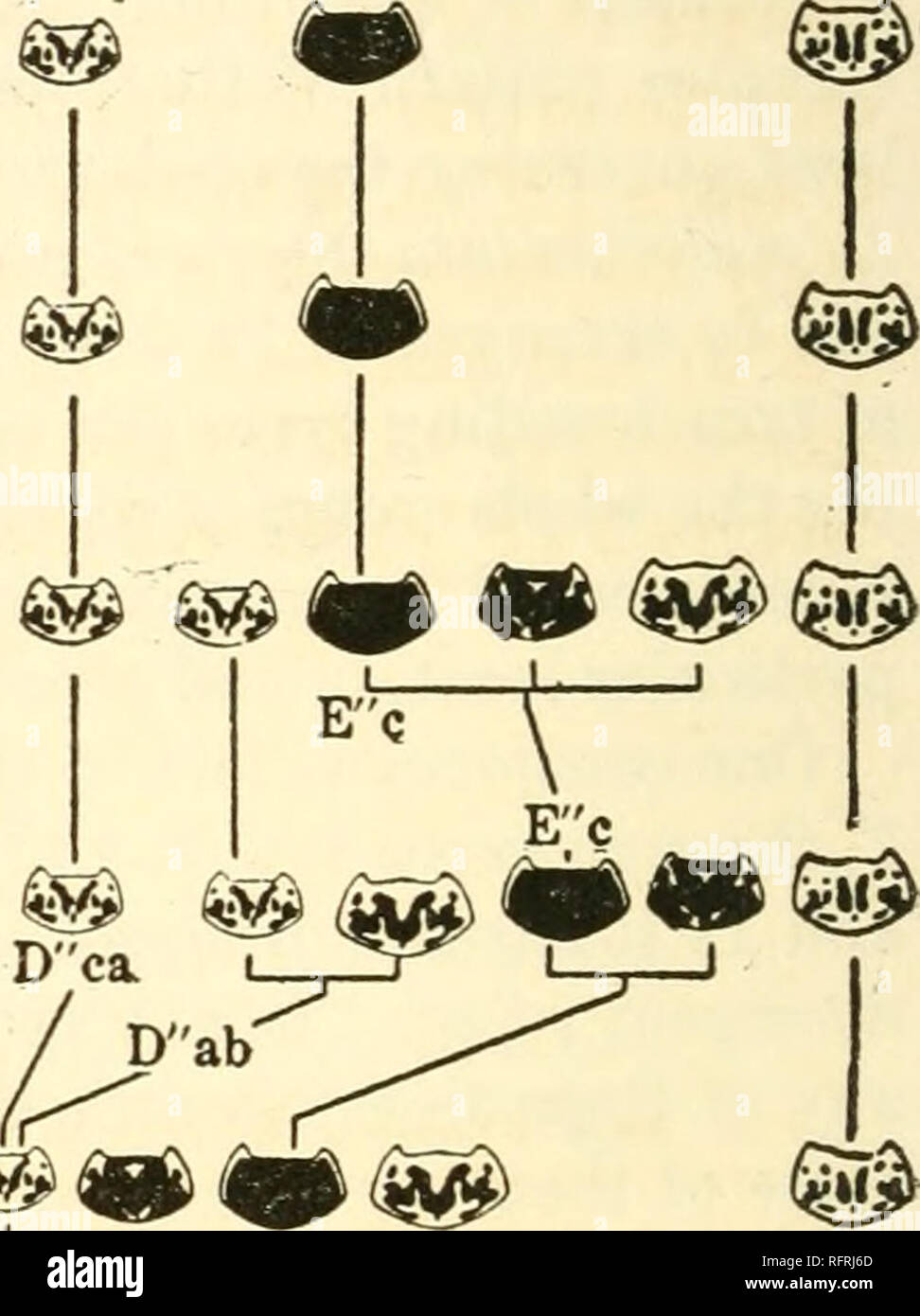 . Carnegie Institution of Washington publication. 244 The Mechanism of ...