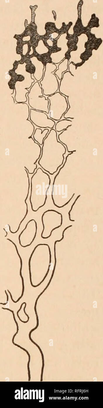 Capillary plexus hi-res stock photography and images - Alamy