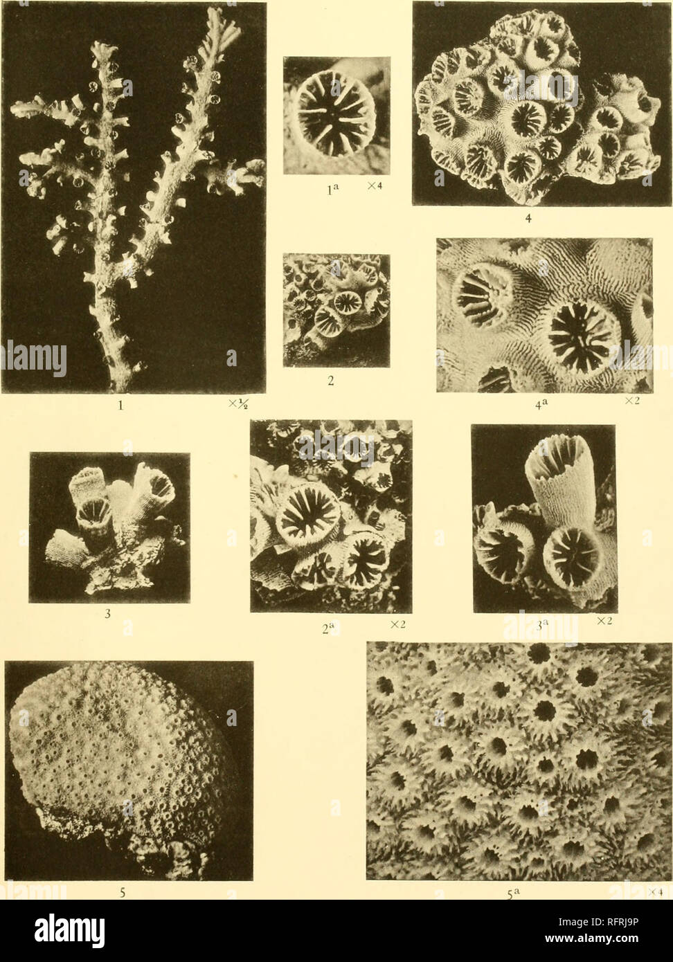 . Carnegie Institution of Washington publication. . Figs. 1, la. Dendrophyllia nigrescens Dana. Figs. 2, 2a, 3, ia. Dendrophyllia diaphana Dana. Figs. 4, 4a. Dendrophyllia willeyi (Gardiner). Figs. 5, 5a. Astreopora myriophthalma (Lam.).. Please note that these images are extracted from scanned page images that may have been digitally enhanced for readability - coloration and appearance of these illustrations may not perfectly resemble the original work.. Carnegie Institution of Washington. Washington, Carnegie Institution of Washington Stock Photo