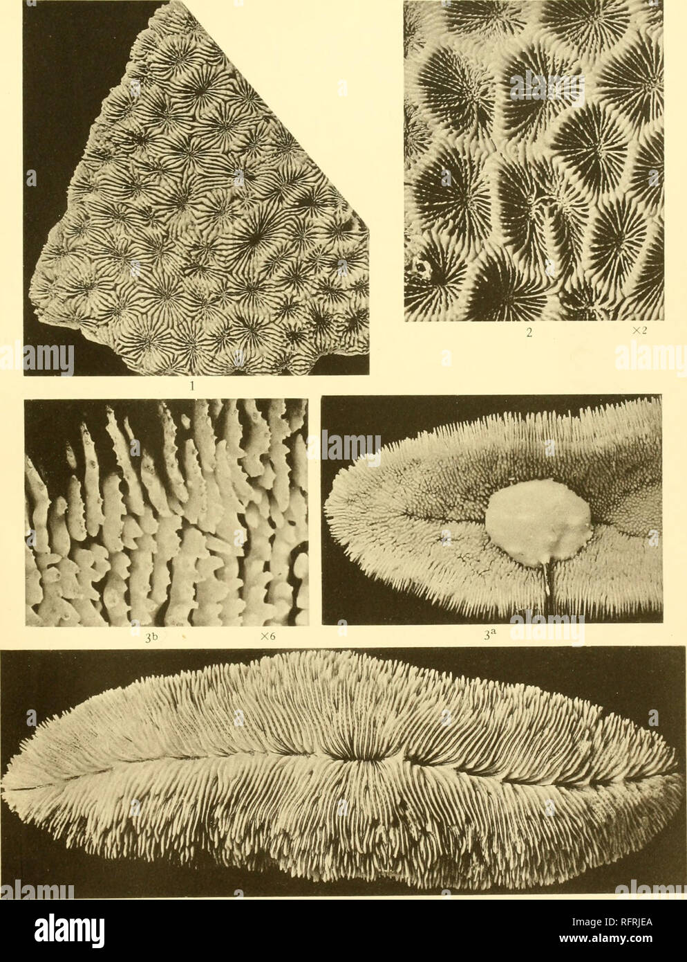 . Carnegie Institution of Washington publication. . Figs. 1, 2. Acanthastrea echinata (Dana). Figs. 3, 3a, lb. Herpttolitha stricta (Dana).. Please note that these images are extracted from scanned page images that may have been digitally enhanced for readability - coloration and appearance of these illustrations may not perfectly resemble the original work.. Carnegie Institution of Washington. Washington, Carnegie Institution of Washington Stock Photo