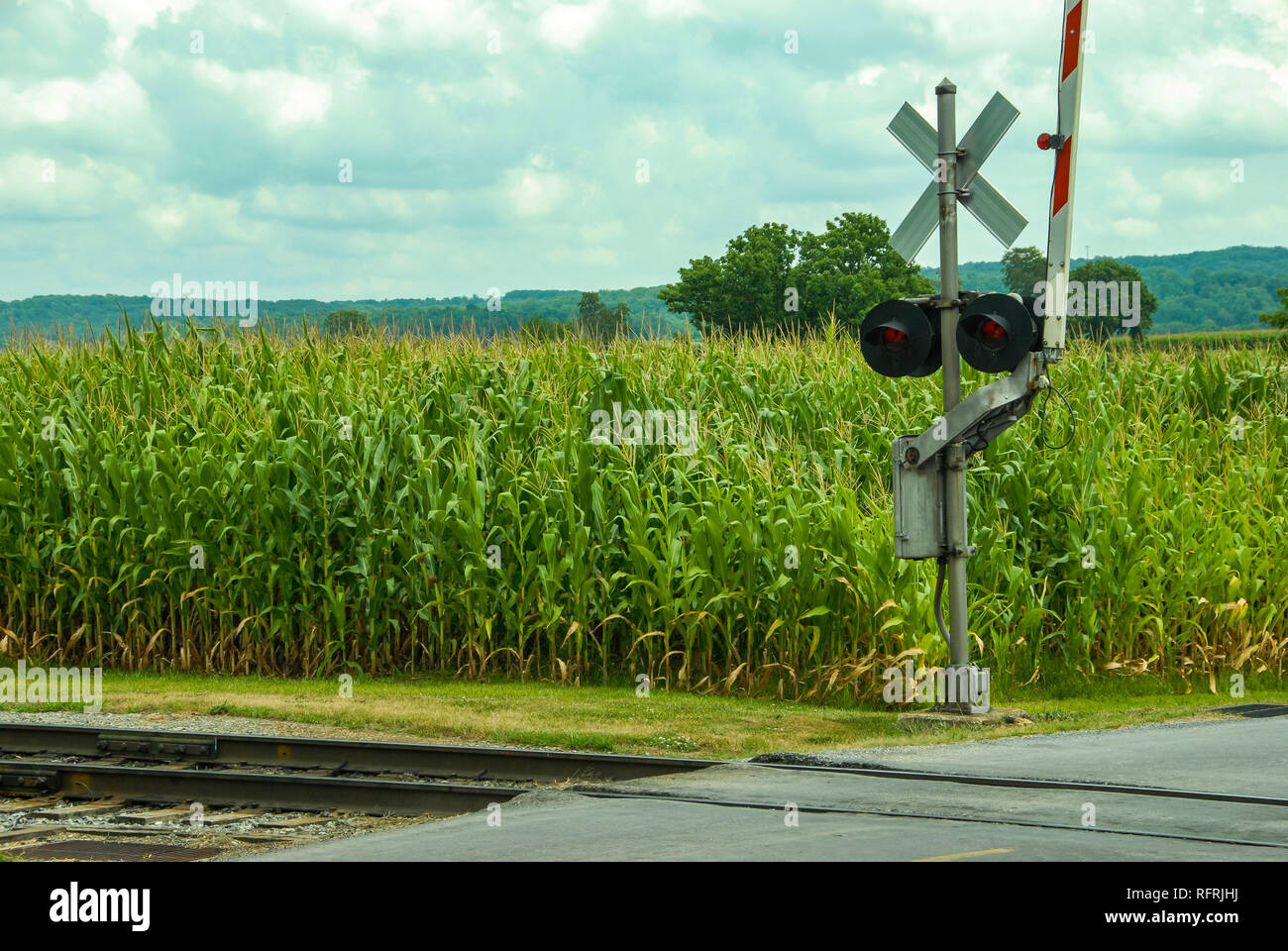 Rail Road Tracks Waiting for a Train at a Crossing Signal by the Corn