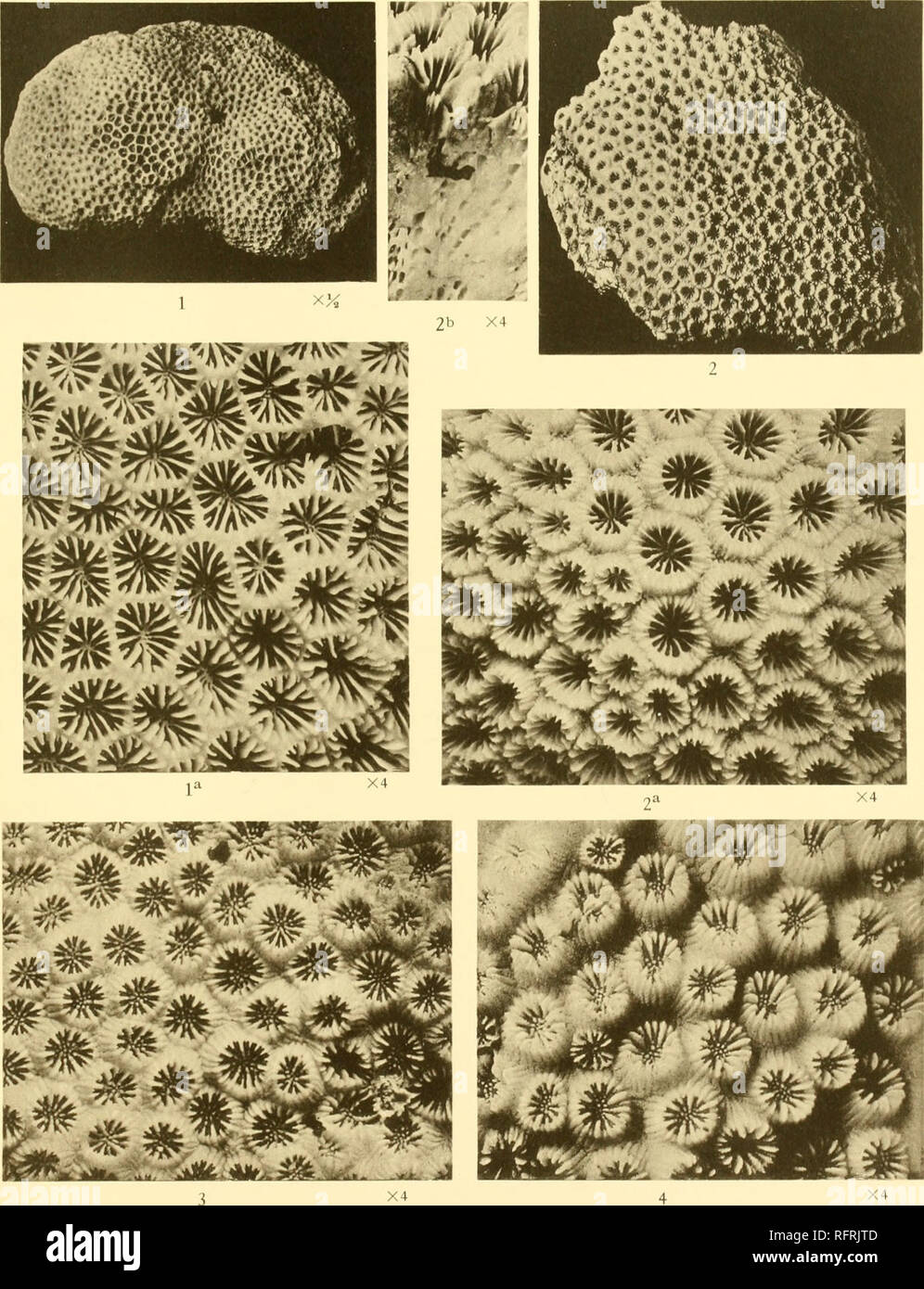 . Carnegie Institution of Washington publication. . Figs. 1, 1&lt;7. Leplastrea transversa Klz. Figs. 2, 2a, lb. Leptastrea immersa K.1/.. Figs. 3, 4. Leptastrea botta: (M. Fdw. and H.).. Please note that these images are extracted from scanned page images that may have been digitally enhanced for readability - coloration and appearance of these illustrations may not perfectly resemble the original work.. Carnegie Institution of Washington. Washington, Carnegie Institution of Washington Stock Photo