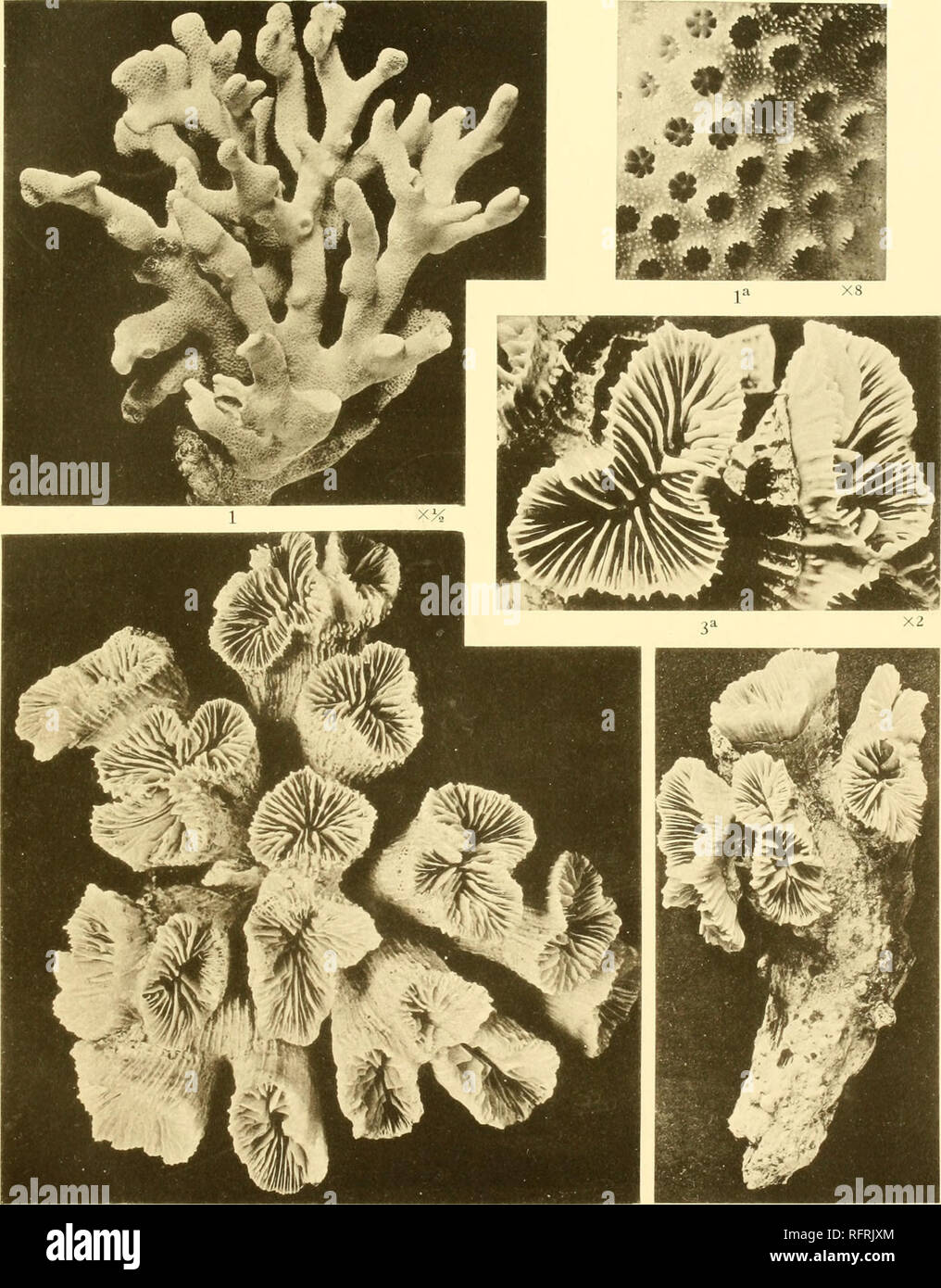 . Carnegie Institution of Washington publication. . Figs. 1, la. Stylophora pistillata (Esper). Figs. 2, 3, la. Euphyllia glabrescens (Cham, and Eysenh.).. Please note that these images are extracted from scanned page images that may have been digitally enhanced for readability - coloration and appearance of these illustrations may not perfectly resemble the original work.. Carnegie Institution of Washington. Washington, Carnegie Institution of Washington Stock Photo