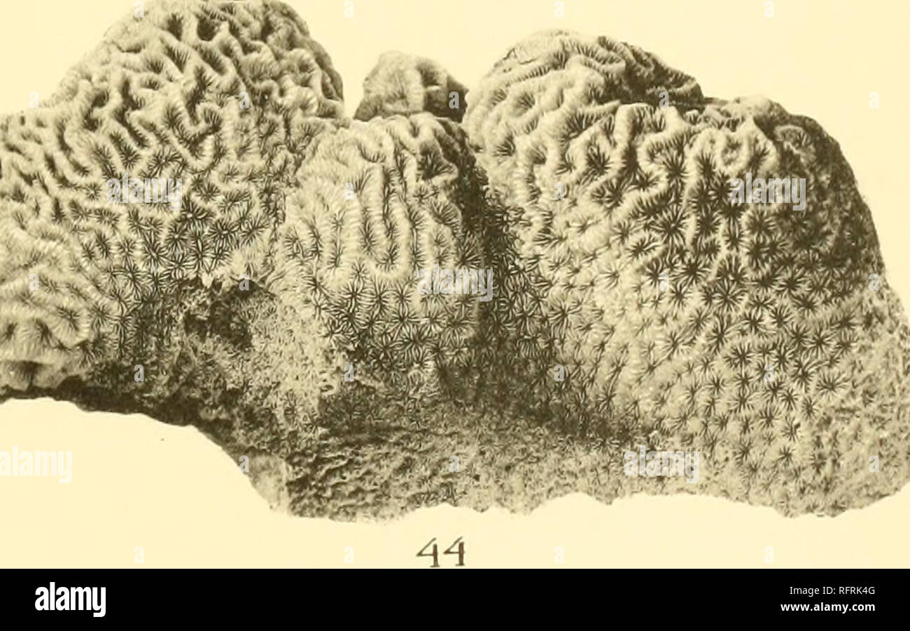 . Carnegie Institution of Washington publication. gtMg . .. %. 39. Cyphastrea serailia (Forskal). 40. Stylophora pistillata (Esper). 41. Acrhelia horrescens (Dana). 42. Hydnophora microconos (Lam.). 43. Psammocora gonagra Klunzingei 44. Pavona varians Verrill.. Please note that these images are extracted from scanned page images that may have been digitally enhanced for readability - coloration and appearance of these illustrations may not perfectly resemble the original work.. Carnegie Institution of Washington. Washington, Carnegie Institution of Washington Stock Photo