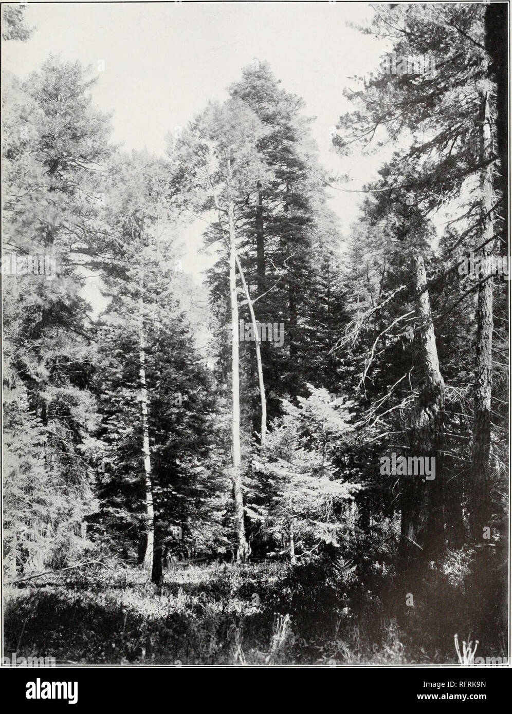 . Carnegie Institution of Washington publication. SHREVE Plate 35. An alluvial flat in Fir Forest on north slopes of Mount Lemmon at 8,600 feet. Pinus arizonica, Abies concolor, and Populus tremuloides.. Please note that these images are extracted from scanned page images that may have been digitally enhanced for readability - coloration and appearance of these illustrations may not perfectly resemble the original work.. Carnegie Institution of Washington. Washington, Carnegie Institution of Washington Stock Photo