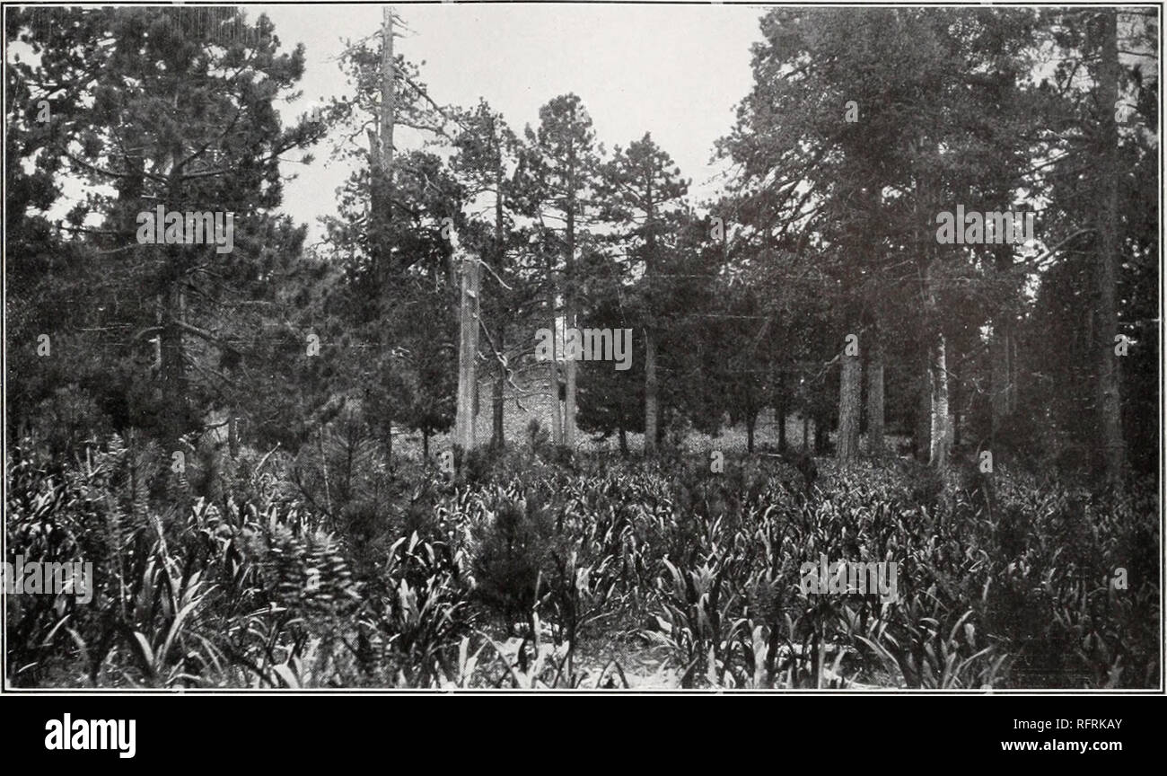. Carnegie Institution of Washington publication. SHREVE Plate 33. A. Open Forest on summit of Mount Lemmon, at 9,000 feet, with good reproduction of Pinus arizonica and a close stand of Dugaldia hoopcsii.. Please note that these images are extracted from scanned page images that may have been digitally enhanced for readability - coloration and appearance of these illustrations may not perfectly resemble the original work.. Carnegie Institution of Washington. Washington, Carnegie Institution of Washington Stock Photo