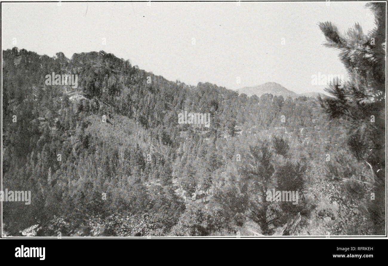 . Carnegie Institution of Washington publication. SHREVE Plate 25 T«* : ••-.; A. Looking toward south face of Mount Lemmon from crest of Marshall Gulch, near site of S,000-foot climatological station. Pinus arizonica and scrub of Quercus reticulata.. B. Looking southwest into Marshall Gulch. The open area in the forest is a thicket of Populus tremuloides.. Please note that these images are extracted from scanned page images that may have been digitally enhanced for readability - coloration and appearance of these illustrations may not perfectly resemble the original work.. Carnegie Institution Stock Photo
