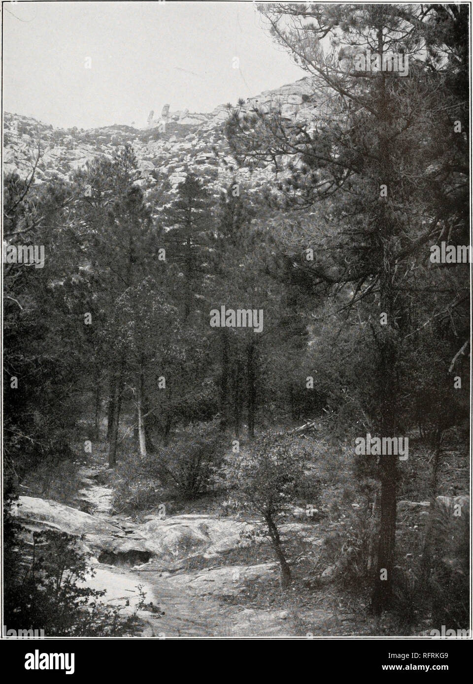 . Carnegie Institution of Washington publication. SHREVE Plate 21. Open stand of Pinny arimnita, I hum chihuahuana, and Juniperus pachyphlaea near floor of Bear Canon at 0,100 feet. In background are rocky slopes of north wall of Bear Canon.. Please note that these images are extracted from scanned page images that may have been digitally enhanced for readability - coloration and appearance of these illustrations may not perfectly resemble the original work.. Carnegie Institution of Washington. Washington, Carnegie Institution of Washington Stock Photo