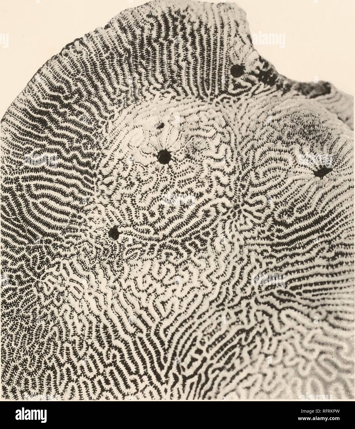 . Carnegie Institution of Washington publication. F. A. POTTS PLATE 3 «. Pits of Cryptochirus coralliodytes in a colony of Leptoria tenuis from Minikoi. About natural size. From a photograph of a specimen now in the Cambridge University Museum of Zoology. Three deep pits formed by females are seen on a diagonal line across the figure. They may be distinguished by their circular shape (and straight sides) from pits formed by commensal lamellibranchs, one of which is seen to the right (oval in shape). Just above the central pit is another shallow depression which was occupied by a male.. Please  Stock Photo