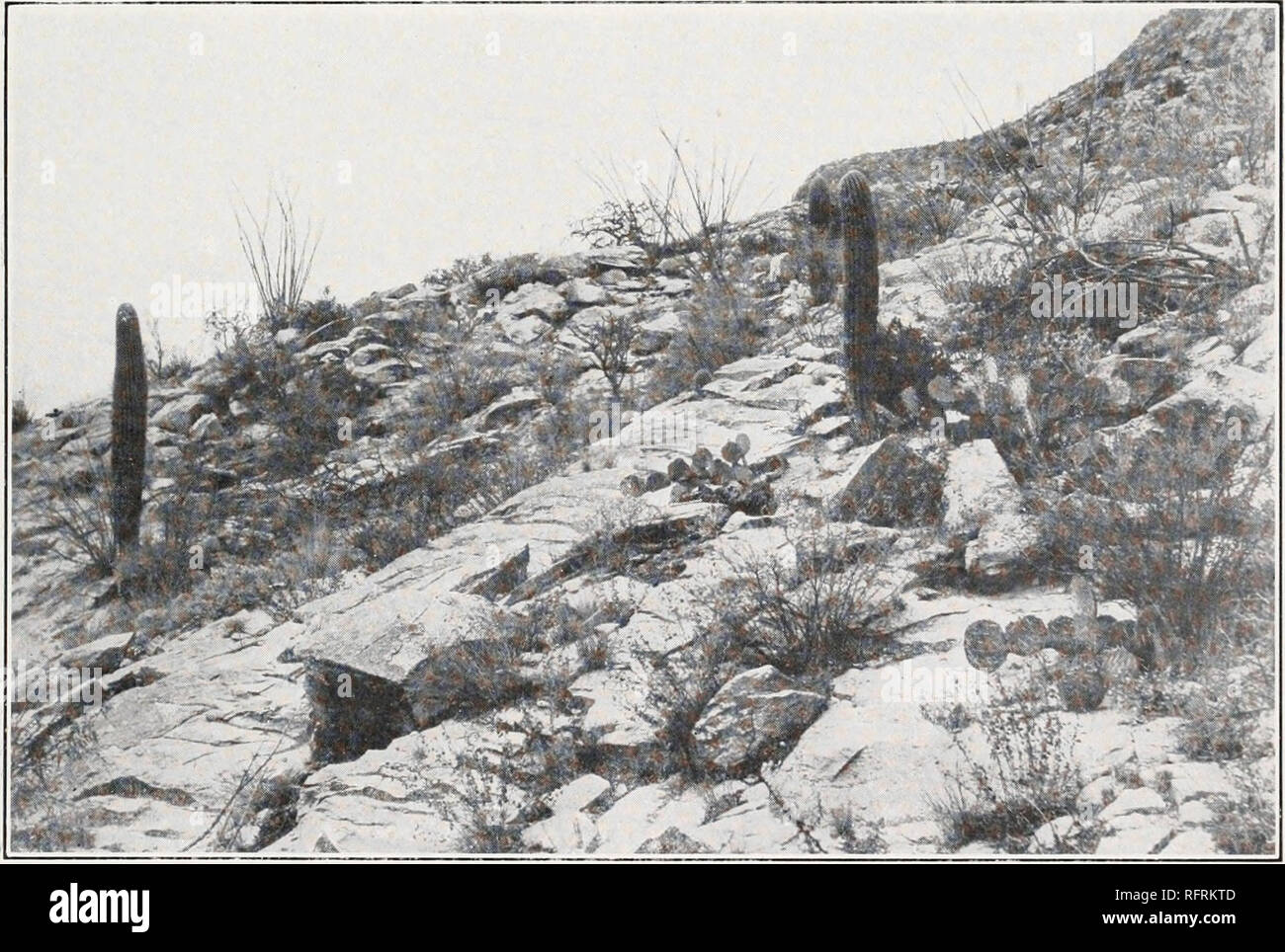 . Carnegie Institution of Washington publication. A. Desert Slopes near mouth of Pirn a Canon. In foreground, from the left are Parkinsonia microphylla, Simmondsia calif arnica, Carnegiea gigantea, Opuntia tourneyi, and Lycium berlandieri.. B. Rocky Desert Slopes in same vicinity as A. Against the sky are FOI/I/U/I ri/i splendens, Prosopis velutina, and Momitsia pallid a; in foreground Spfiirralcea pedata, Lippia wn-jhtii, and Opuntia engdmanni.. Please note that these images are extracted from scanned page images that may have been digitally enhanced for readability - coloration and appearanc Stock Photo