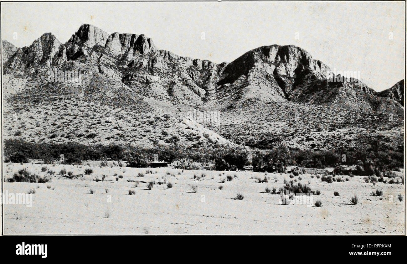 . Carnegie Institution of Washington publication. A. South face of Santa Catalina Mountains viewed 7 miles from their base. Mount Lemmon is on right center. In foreground is bajada vegetation of Covillea tridentata, Opuntia spinosior, and Isocoma hartwegi. *f - rtJ*5B»5*'fc* •&quot; •'rjRr&quot; ••^••,-m^'^f *vpv.:^v. B. Extreme southwestern ridge of Santa Catalinas viewed from the north. In foreground is the bed of the Canada del Oro, with individuals of Hymenoclea monogyra and a marginal fringe of Prosopis velutina and Chil- opsis linearis.. Please note that these images are extracted from s Stock Photo