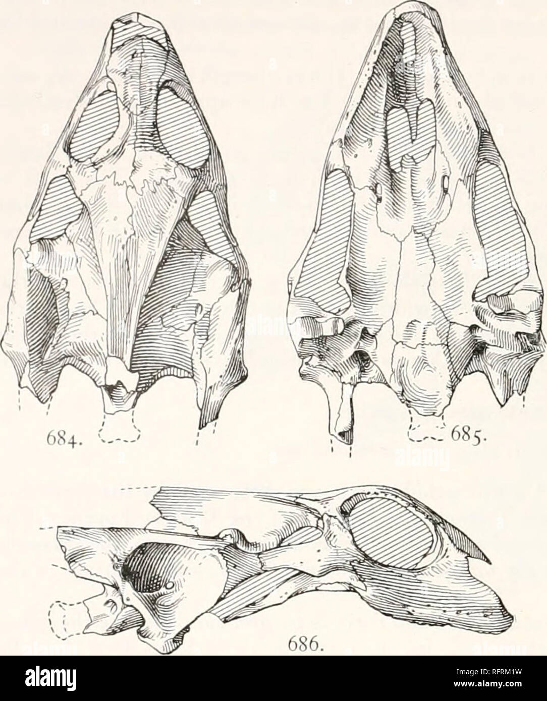 . Carnegie Institution of Washington publication. 5*8 FOSSIL TURTLES OF NORTH AMERICA. The plastron (plate 106, fig. i) has a breadth, from the extremity of the hyoplastral processes of one side to those of the other, ot about 310 mm. The outer fourth ot the hyoplas- tron of each side has coalesct with the corresponding hvpoplasf ion. The transverse extent of these bones, along this suture, is 133 mm. Where narrowest the bridges are 48 mm. wide. The hyoplastron and hypo- plastron have a close resemblance to those of Platypehis ferox. The hypoplastron differs from that of the species just named Stock Photo