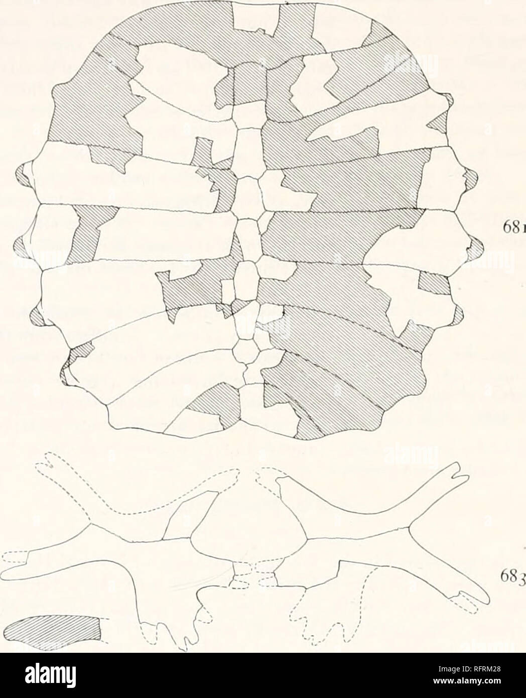 . Carnegie Institution of Washington publication. 526 FOSSIL TURTLES OF NORTH AMERICA. given in the table below. Of these neurals, the anterior was probably about as wide in front as behind. The next three have, as usual in the family, the narrower end directed for- ward. The fifth has the anterior end only slightly narrower than the hinder end. The sixth has the broader end in front. The seventh is heptagonal. At the free border the costals are beveled off on the upper side. 681. 682.. Figs. 681-682.—Amyda? exquisita. Type. 681. Carapace. X g. Parts ruled with parallel lines are missing. 682. Stock Photo