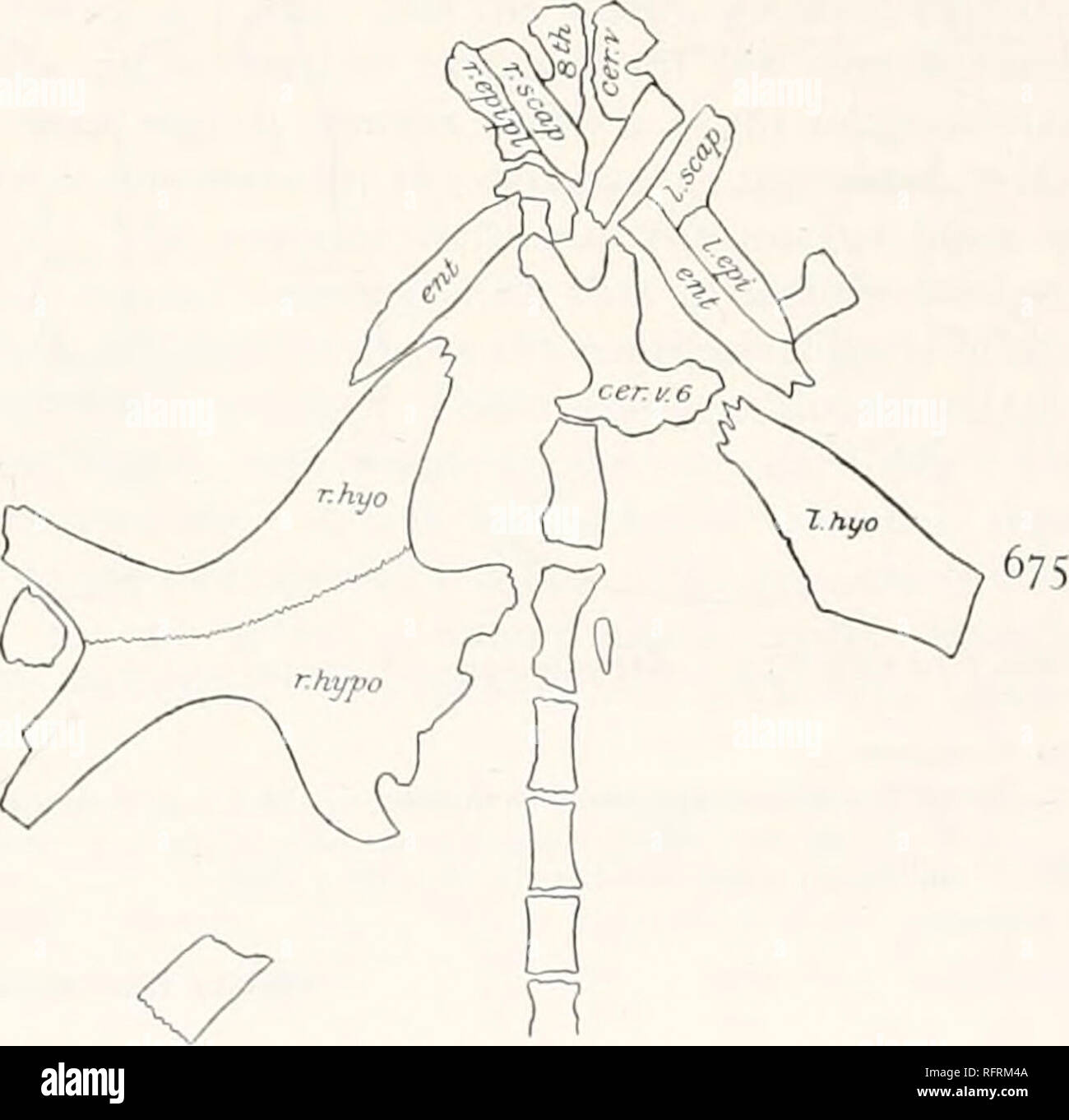 . Carnegie Institution of Washington publication. . Figs. 674 and 675.—Amyda uintaensis. Carapace and plastron of type. Xs. f&gt;74- Carapace. 675. Plastron, cer.v. 6, cer.v. 8, sixth and eighth cervical vertebra; enl, entoplastron; /./, r.epi, left and right epiplastron; l.hyo, r.kyo, left and right hyoplastron; r.hvpo, right hypoplastron. The hyoplastron and the hypoplastron of the right side are complete, excepting that the extremities of the external processes are broken away (plate ioo, fig. I; text-fig. 675). On the lelt side there remains only a fragment of the hyoplastron. The right an Stock Photo