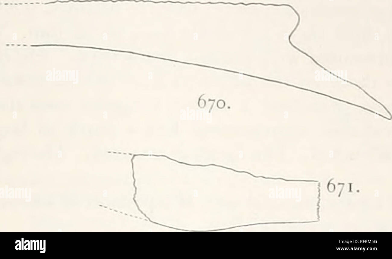 . Carnegie Institution of Washington publication. rRIONYCHID I . 515. FlGS. 670 and 671.—Amydai virgintana. of costal bones of type. X A. Sections 670. Section parallel with intercostal suture. 671. Section at right angle with intercostal suture. Amy da? virginiana (Clark). Plate 96, figs. 7, S; text-figs. 670, 671. Trionyx virginianus, CLARK, Johns Hopkins Univ. Bull., xv, 1895, p. 4; Hull. No. 141, U. S. Geol. Surv., 1S96, p. 59, plate viii, tigs, la, lb.—Hay, Bibliog. and Cat. Foss. Vert. N. A., 1902, p. 455;— Case, Maryland Geol. Surv., Eocene, 1901, p. 97, plate xi, figs. I, 2. All the kn Stock Photo