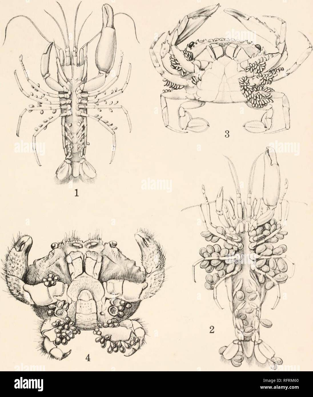 . Carnegie Institution of Washington publication. F. A. POTTS PLATE 1. Fig. 1. Thompsonia on Synalpheus brucei. Young external sacs on the abdominal and thoracic appendages, x 3. Fig. 2. The same at a later stage. The external sacs now contain Cypris larvae which are roughly indicated within, x 3. Fig. 3. Thompsonia on Thalamita prymna. To show the very large number of external sacs occurring on this specimen. Natural size. Fig. 4. Thompsonia on Actasa ruppellii. External sacs pear-shaped, x 2. The first three specimens figured are from Murray Island, the fourth from South Africa.. Please note Stock Photo