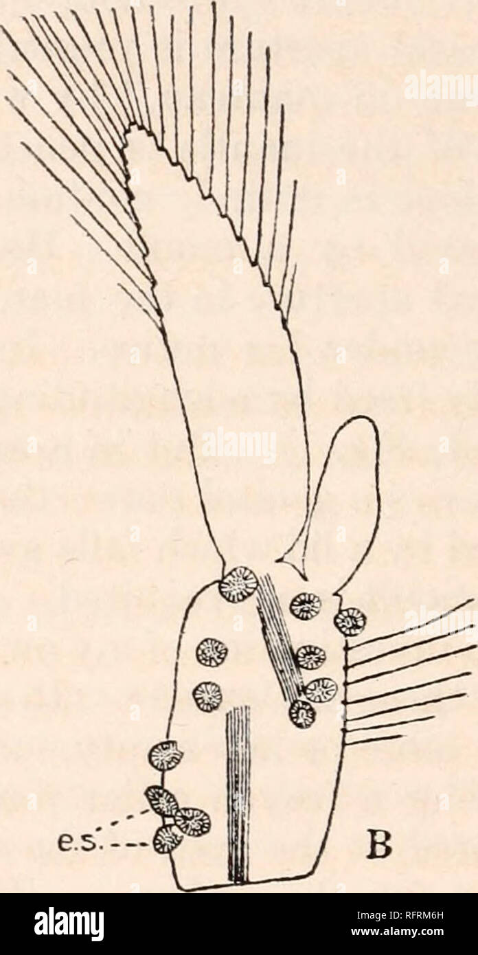 . Carnegie Institution of Washington publication. . e.s— B FIG. 12.—First abdominal appendage (right hand side) of Synalpheus brucei bearing external sacs of Thompsonia. X28. A. Cast skin showing external sacs (e. s.) containing nearly mature larvae. Only two sacs are still present, the others having been accidentally detached, but the round black rings (ped.) indicate their position. B. The same appendage 3 days after moulting, showing the new crop of external sacs. number of pink bodies much smaller than any observed hitherto, but with the characteristic structure of the external sac, were f Stock Photo