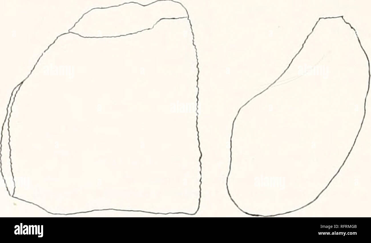 . Carnegie Institution of Washington publication. 458 FOSSIL TURTLES OP' NORTH AMKRICA. T. pertemas Cope, of the Blanco beds of Texas (op. cit. p. 47, figs. 1, 2), is a large species with the bones of the carapace and plastron not exceeding about 6 mm. in thickness, except at the borders. The bones are also devoid of sculpture. The depth of the posterior notch at the plastron is very nearly half the width of the plastron at the bottom of the notch. In T. campester the depth of the notch is not one-third of the width of the plastron at the point indicated. The vertebral scutes of T. pertenuis w Stock Photo