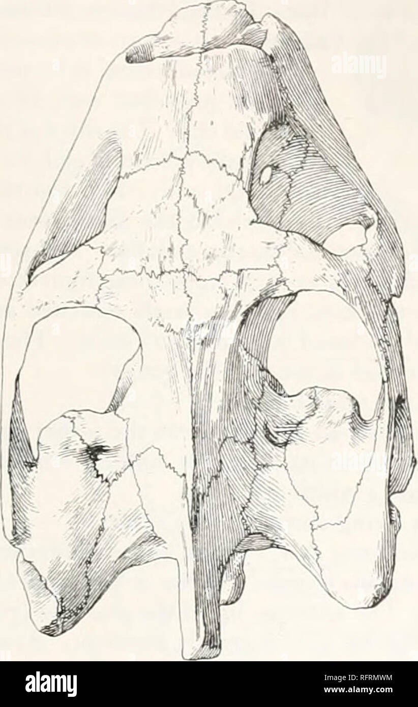 . Carnegie Institution of Washington publication. TESTl Dl Ml) I 423 I lie palatal region (fig. 553) is highly vaulted, the median fossa having a width of 23 mm. The narrowest portion of the pterygoids is also 23 mm. wide. On the outer holder of each pterygoid is a distinct ectopterygoid process. The vomer is well archt upward, and is traverst by a longitudinal ridge, which is sharp in front, but rounded behind. The masticatory surface of the maxilla presents 2 longitudinal ridges and 2 deep grooves. The outer and principal ridge is separated from the descending cutting-border of the jaw by th Stock Photo