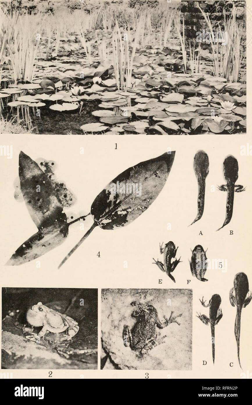 . Carnegie Institution of Washington publication. WRIGHT PLATE XIV . .„- ; , :. TREE-TOAD (HYLA VERSICOLOR). 1. A typical place for the breeding of tree-toads. 2. A male tree-toad croaking. Flash-light. 3. A male tree-toad hit on the head by hot flash-light powder. 4. Egg-packet of tree-toad eggs attached to Potamogeton leaves. 5. A series of tree-toads from tadpole to transformed tree-toad. Dorsal aspect. XI.. Please note that these images are extracted from scanned page images that may have been digitally enhanced for readability - coloration and appearance of these illustrations may not per Stock Photo
