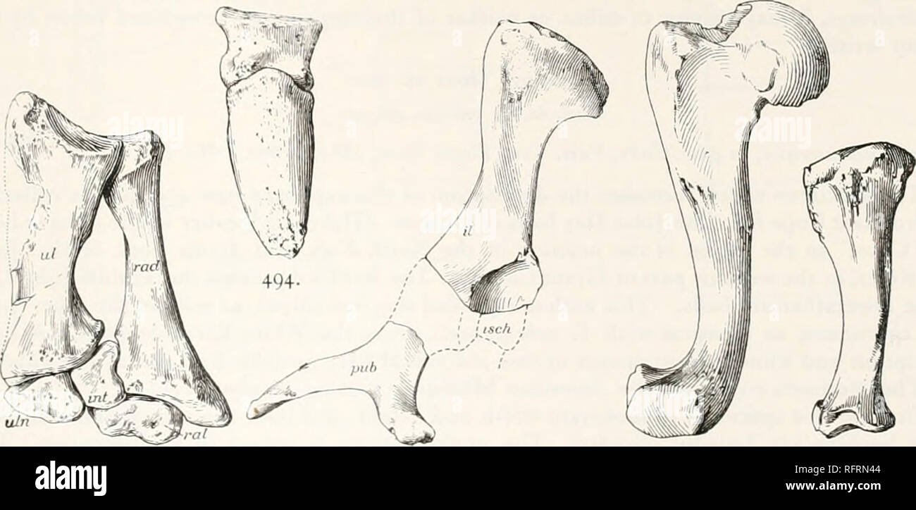 . Carnegie Institution of Washington publication. TKSTUIMNID^K. *WI 1 he tibia is a stout hone, whose form may be learned from figure 497, winch represents the left tibia of No. 1301, just mentioned. It is a much stouter bone than is the corresponding bone in Gopherus polyphemus. Its length is seven-tenths that of the femur, whereas in G. poly- phemus the tibia is eight-tenths the length of the femur. The lower end of the fibula is quite as broad as that of the tibia. Professor Cope figured one of the metatarsals (Ext. Batrach., Rept., Aves N. A., plate vii, fig. 10). In a collection ot fossil Stock Photo