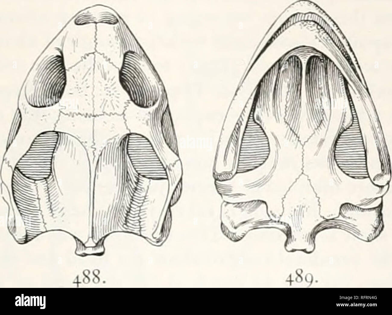 . Carnegie Institution of Washington publication. tf.studinid-*:. 389 In general the structure oi the skull resembles that of the genus Gopherus, and therefore in general that of Testudo. As regards its size, in case the ratio of the portion behind the orbits to that from the postfrontal hones to the tip of the snout was the same as in the skull of either Gopherus polyphemus or of 'Testudo tabulata, the whole length from snout to occipital condyle must have been about 75 mm., and the breadth at the quadrates about 61 mm. The orbits are large, about 20 mm., hardly smaller proportionately than t Stock Photo