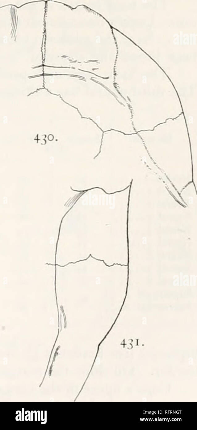 . Carnegie Institution of Washington publication. . Figs. 428—431.—Echmatemys shaughnessiana. Carapace and plastron ot type. 428. Carapace. Xj. Parts restored are shown by interrupted lines. 429. Plastron. Xj- 4^0. I'pper surface of front lobe of plastron. Xl- 431. Tpper surface of border of hinder lobe of plastron. XI. the Brido-er deposits of Wyoming, in 1872, on Cottonwood Creek, therefore about the middle of stage B. The type of the species is now in the possession of the Museum of Natural History and bears the number 1069. A further description is here turnisht as well as figures of both  Stock Photo