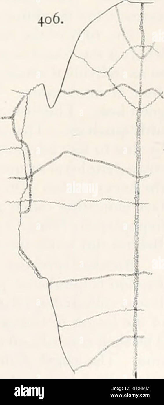 . Carnegie Institution of Washington publication. . Figs. 404-406.—Echmatemys haydeni. Carapace and plastron. X}. 404. Portion of carapace of type. U.S.N.M. 405. Portion of carapace. No. 1067 A. M. N. H. 406. Plastron. No. 1067 A.M.N. H. Echmatemys haydeni (Leidy). Plate 47, fig. 2; text-figs. 404-410. Emvs haydeni, Leidy, Proc. Acad. Nat. Sci. Phila. 1870, p. 123; Ann. Report U. S. Geol. Surv. Wyoming, etc., 1870 (1871), p. 366.—Cope, Vert. Tert. Form. West, 1884, p. 137.—Hay, Bibliog. and Cat. Foss. Vert. N. A., 1902, p. 448. Emys wyomingensis, Leidy, Ann. Report U. S. Geol. Surv. Montana, e Stock Photo