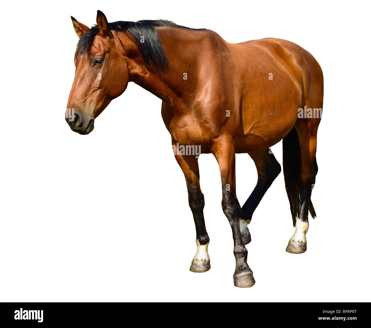 Horse head isolated on white Stock Photo