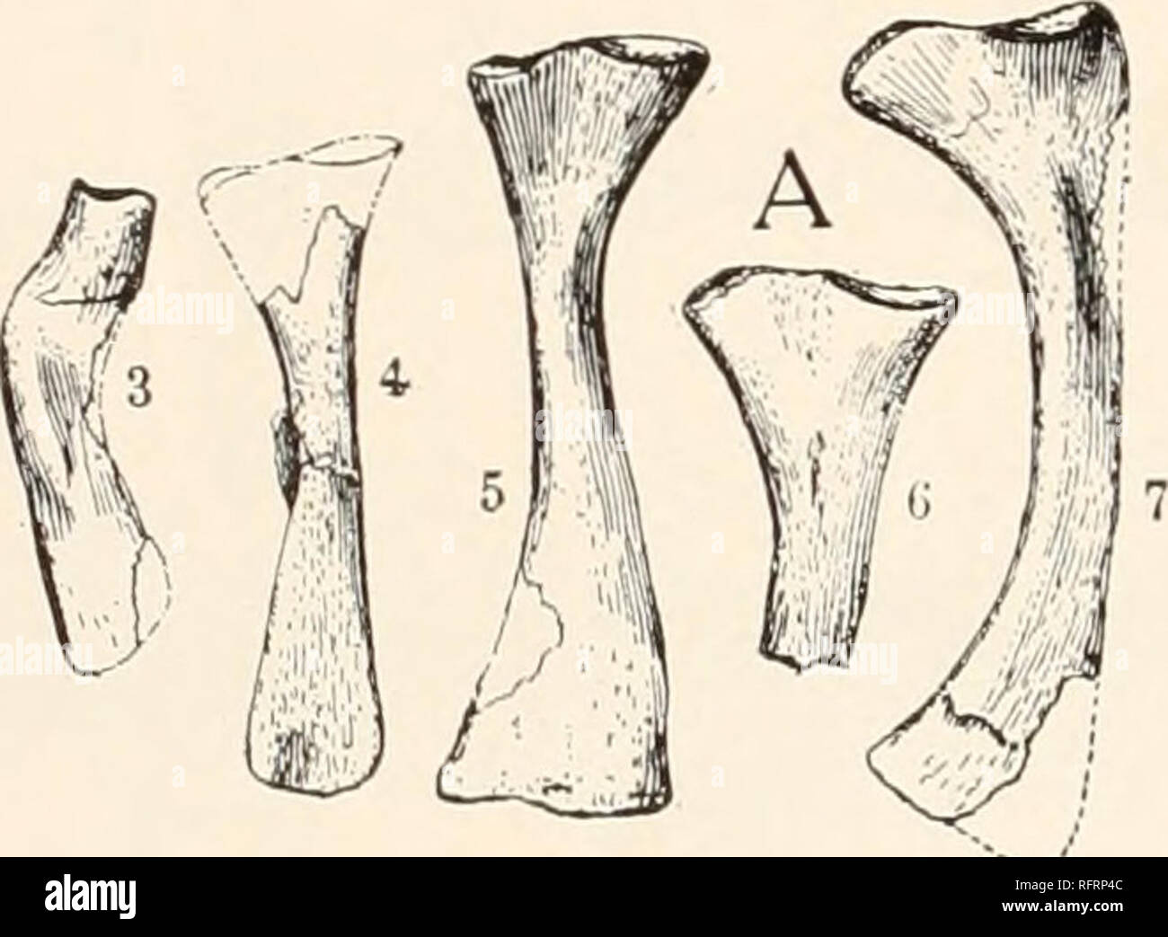 Reptile Ribs . Carnegie Institution of Washington publication. 48 PERMO ...