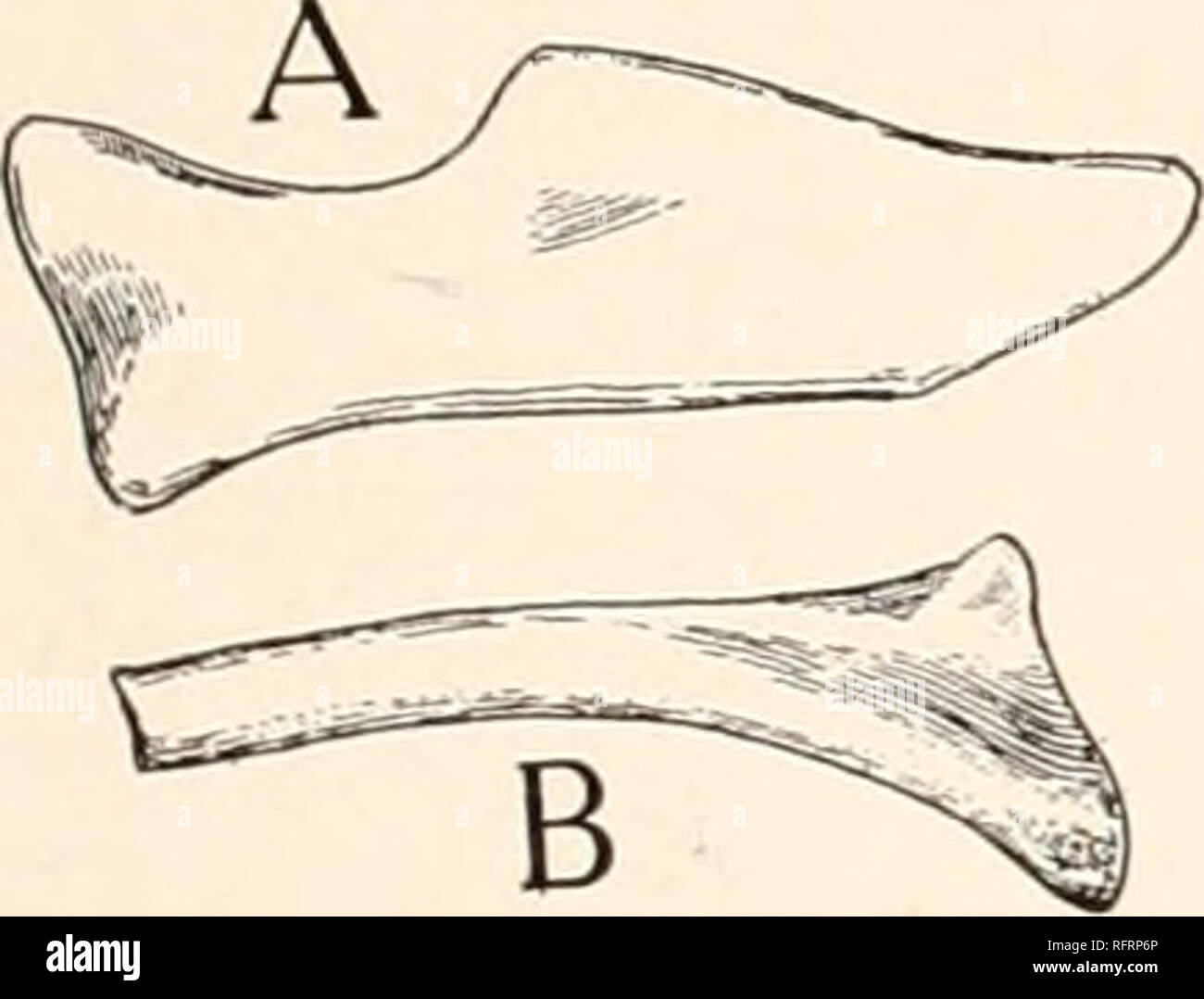 . Carnegie Institution of Washington publication. Fig. 20.—Diasparactiis zenos Case. Lateral view of the ninth to tlie twenty-third cau- 3- From this point back the character of the vertebrae changes regularly and very slightly. The last trace of a rib is seen on the eleventh or twelfth. The sixteenth and seventeenth still have well-formed netiral arches located on the anterior half of the centrum; the posterior zygapophyses are elongated. From this point back to the twenty-third, the last preserved, the neural spines are low, almost rudi- mentary, and the zygapophyses are elongated, interlock Stock Photo