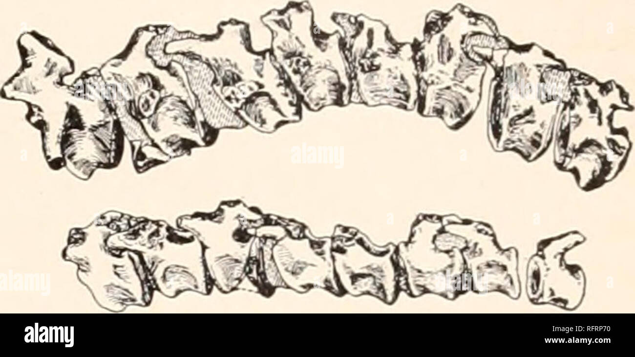 . Carnegie Institution of Washington publication. PERMO-CARBONIFEROUS VERTEBRATES FROM NEW MEXICO. 33. Fig. 20.—Diasparactiis zenos Case. Lateral view of the ninth to tlie twenty-third cau- 3- From this point back the character of the vertebrae changes regularly and very slightly. The last trace of a rib is seen on the eleventh or twelfth. The sixteenth and seventeenth still have well-formed netiral arches located on the anterior half of the centrum; the posterior zygapophyses are elongated. From this point back to the twenty-third, the last preserved, the neural spines are low, almost rudi- m Stock Photo