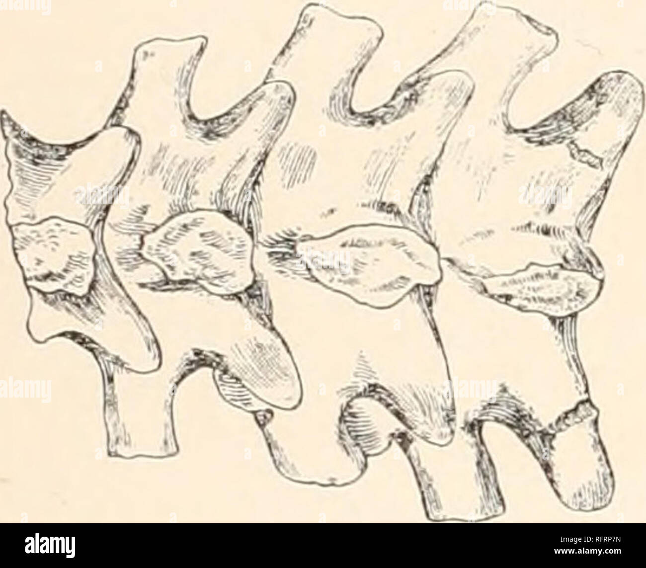 . Carnegie Institution of Washington publication. 3° JERMO-CARBONIFEROUS VERTEBRATES FROM NEW MEXICO. The third vertebra * has lost the neural spine, but judging from the base the spine was broadly diamond-shaped in section with the anterior and posterior edges somewhat extended as in the succeeding vertebras of the presacral series. The neural arch is slightly convex, beginning to assume the form of the neural arch in all the Cotylosauria, but is still much narrower than those of the dorsal series. The anterior zygapophyses are injured, but were evidently of good size. The neural canal is, as Stock Photo