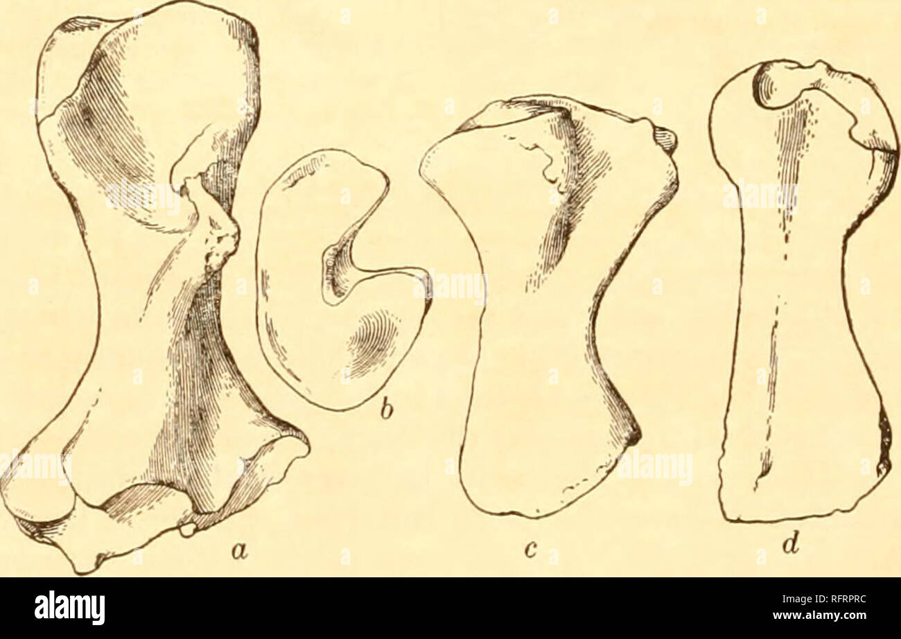 . Carnegie Institution of Washington publication. Fig. 29. A. Lower view of pelvis of Diadeaes sp. X J. No. 1075 Univ. of Chicago. B. Pelvis of an unknown Diadectid. X J. No. 4848 Am. Mus. a, ilium; b, pubis; c, ischium. C. Right side of pelvis of Diadeaes sp. X . No. 1075 Univ. of Chicago. at right angles to the head of the tibia and nearly separated from it. It supports the fibula. The tibia is short with an especially heavy proximal end. This is partly divided into two faces by a deep groove on the anterior face, to correspond with the two faces of the femur. The distal articular face is i Stock Photo
