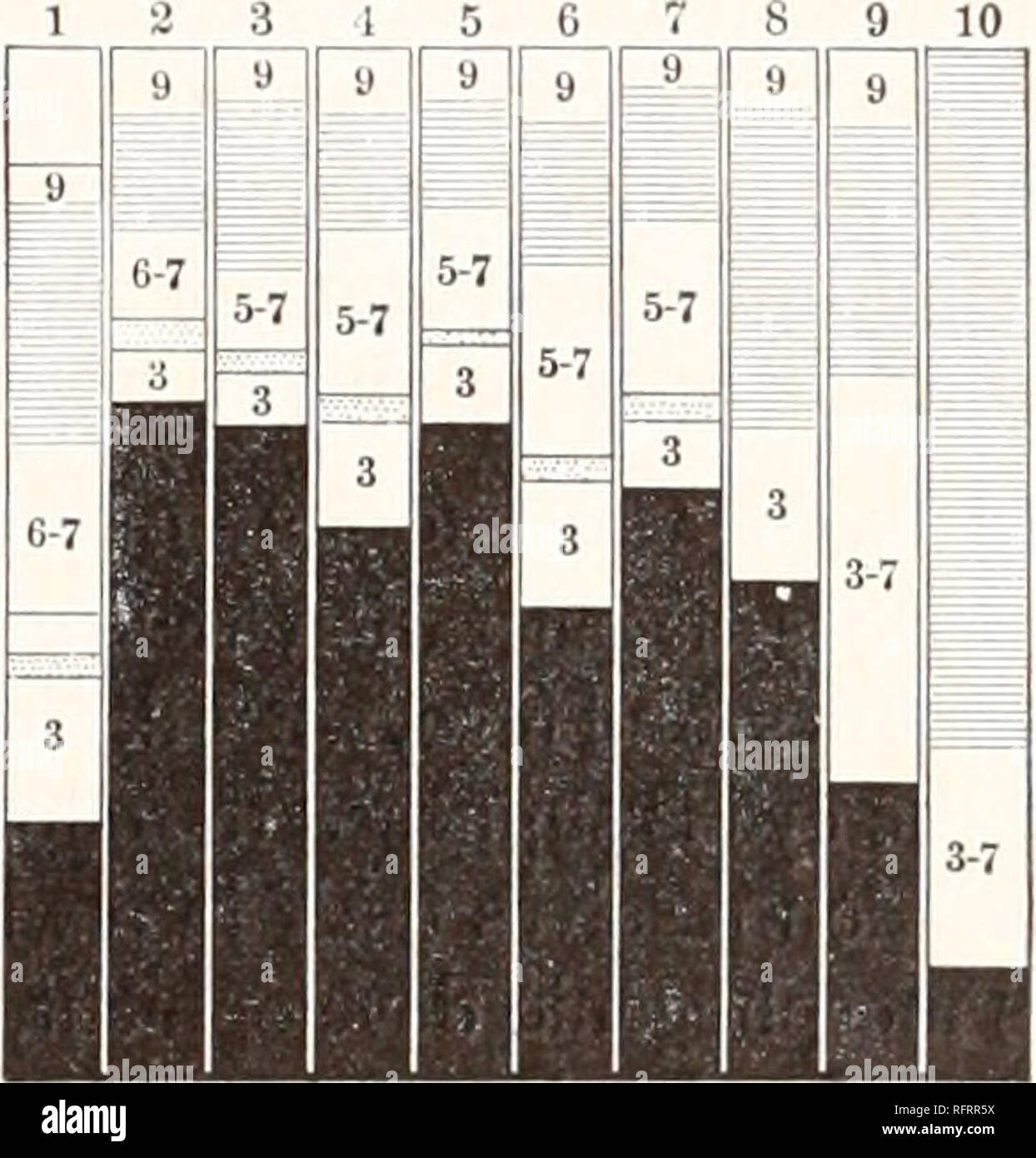 . Carnegie Institution of Washington publication. SUMMARIAL ACCOUNT OF THE EYE OF THE AMBLYOPSID^E. 179 9 10 gaster cornutus, developed in spots in Typhlichtliys, and no longer distinguishable in the other species. (h) The layers of horizontal cells are represented in papillifcrus by occasional cells; they are rarer in cornutus and beyond these have not been determined with certainty. (i) The inner nuclear layer of bipolar and spongioblastic cells is well developed in C. papillifcrus and C. agassizii. In cornutus it is better developed in the young than in the older stages, where it forms but  Stock Photo