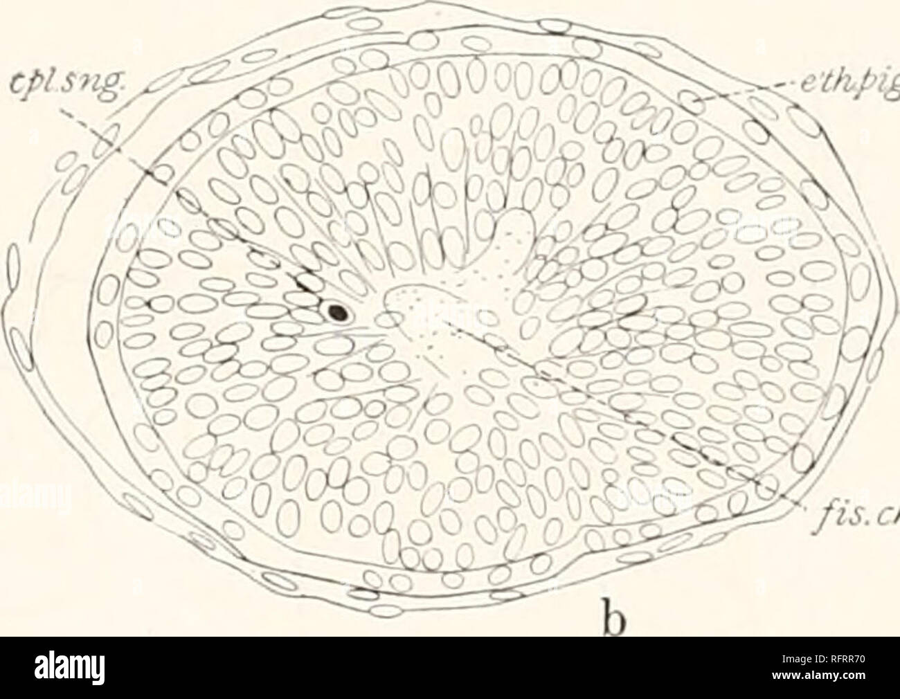 . Carnegie Institution of Washington publication. -e'tk.pig. '. fis. did. FH;. 61. Two Vertical Sections of Eye of Individual about 5 mm. long. Fig. a taken through Lens, Vitreous Cavity, and Choroid Fissure. Fig. 6, Second Section Proximal to that from which lig. 61 a was drawn and through Innermost Part of Vitreous Body. Layers of Retina have not yet hegun to be differentiated. It is differentiated into a nuclear layer (the outer and inner together) and the .nanglionic layer, separated by the incomplete inner reticular layer. The ganglionic layer is composed of two sorts of cells. Those near Stock Photo
