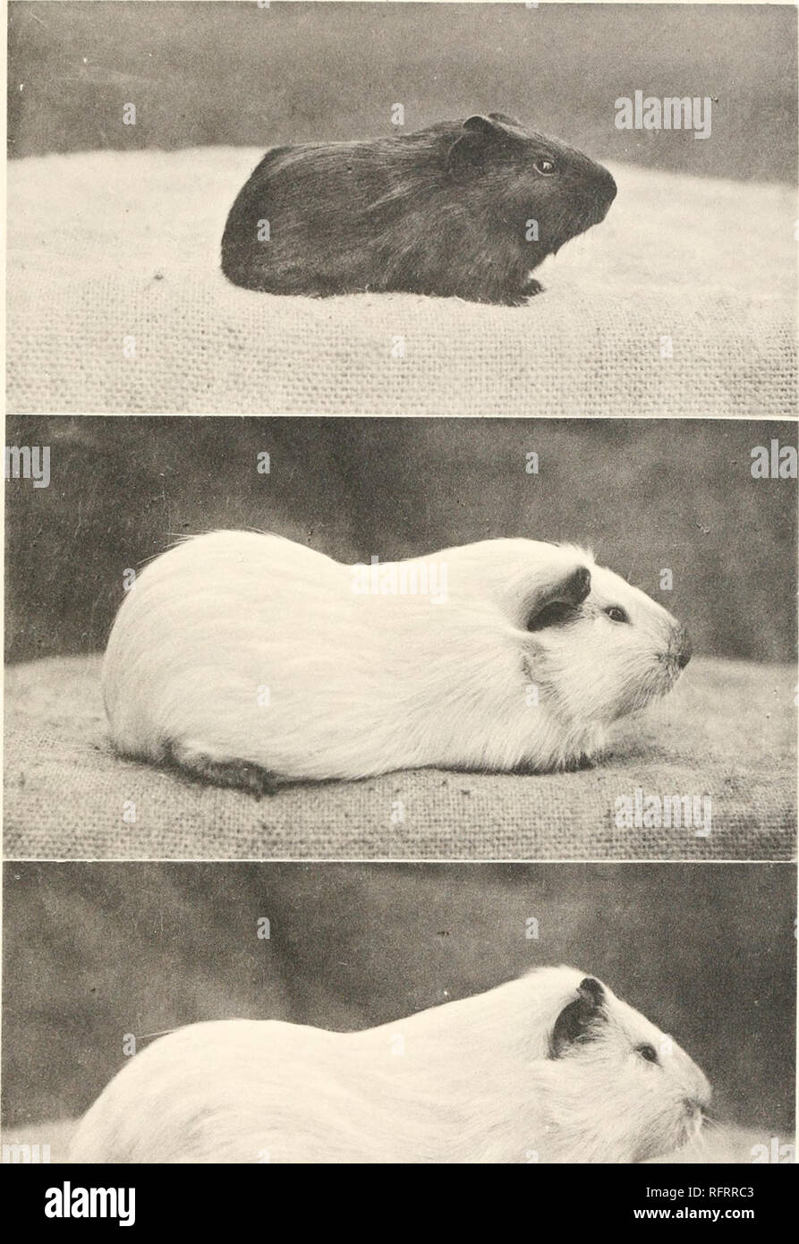 Elective ovariectomy in guinea pigs and its role in prevention of  reproductive diseases | dvm360, image size:893x1390