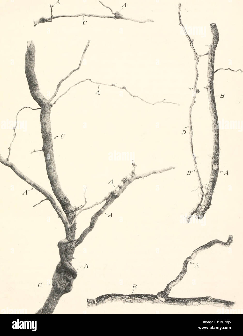 . Carnegie Institution of Washington publication. PLATE 2. Haustorial roots of Krameria (6) attached to roots of Franseria {A), Covillea tridentata (6), Prosopis velutina (C), and Franseria deltoidea (D).. Please note that these images are extracted from scanned page images that may have been digitally enhanced for readability - coloration and appearance of these illustrations may not perfectly resemble the original work.. Carnegie Institution of Washington. Washington, Carnegie Institution of Washington Stock Photo