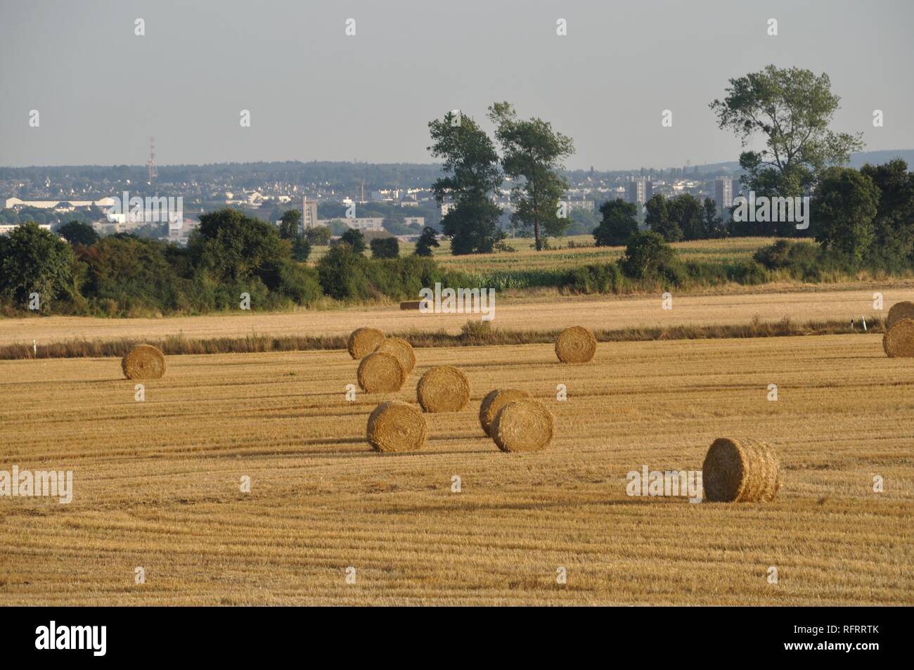 Round straw bales in harvested fields Stock Photo Alamy
