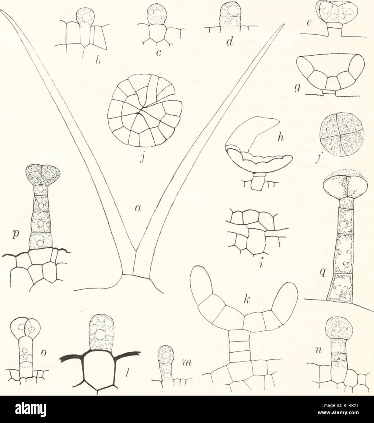 . Carnegie Institution of Washington publication. 26 HEREDITY AS ILLUSTRATED BY TRICHOMES. In table 8 the figures in the right-hand columns are the depths of the depressions of the trichomes whose diameters are given in the correspond- ing lines in the left-hand columns. The average diameter of the heads of the disk-shaped trichomes is 77.5 /^; the average depth of the depression of the heads is 25.0 p. Reference to the measurements on the disk-shaped trichomes in Juglans calif arnica, given. Fig. &lt;!.—Trichomes of Juglans nigra: a, awn-shaped trich om e (cer., 242 M): htok, development of d Stock Photo