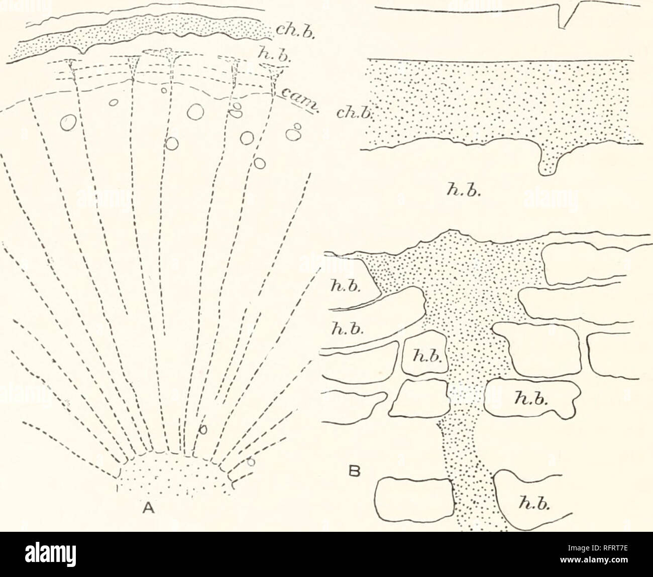 . Carnegie Institution of Washington publication. 26 TOPOGRAPHY OF CHLOROPHYLL APPARATUS IX DESERT PLANTS. PROSOPIS VELUTINA. (Figs. 12, 13, and 14.) Prosopis L'dutina is the most characteristic tree of the river-bottoms, where in places it forms extensive forests. It varies in size from a small shrub to a well-formed and shapely tree 15 m. or more high. The difference in size depends mainly on the lack or the abundance of the water-supply. Leaves are formed in the spring and are shed in the autumn with a regu- laritv characteristic of deciduous trees of more humid regions.. FIG. 12.—Prosopis  Stock Photo