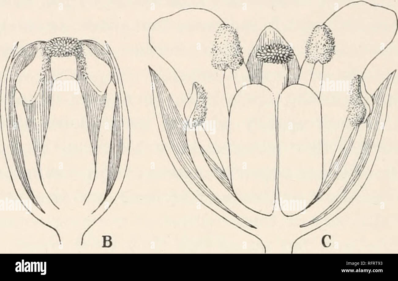 Bursa Flo
