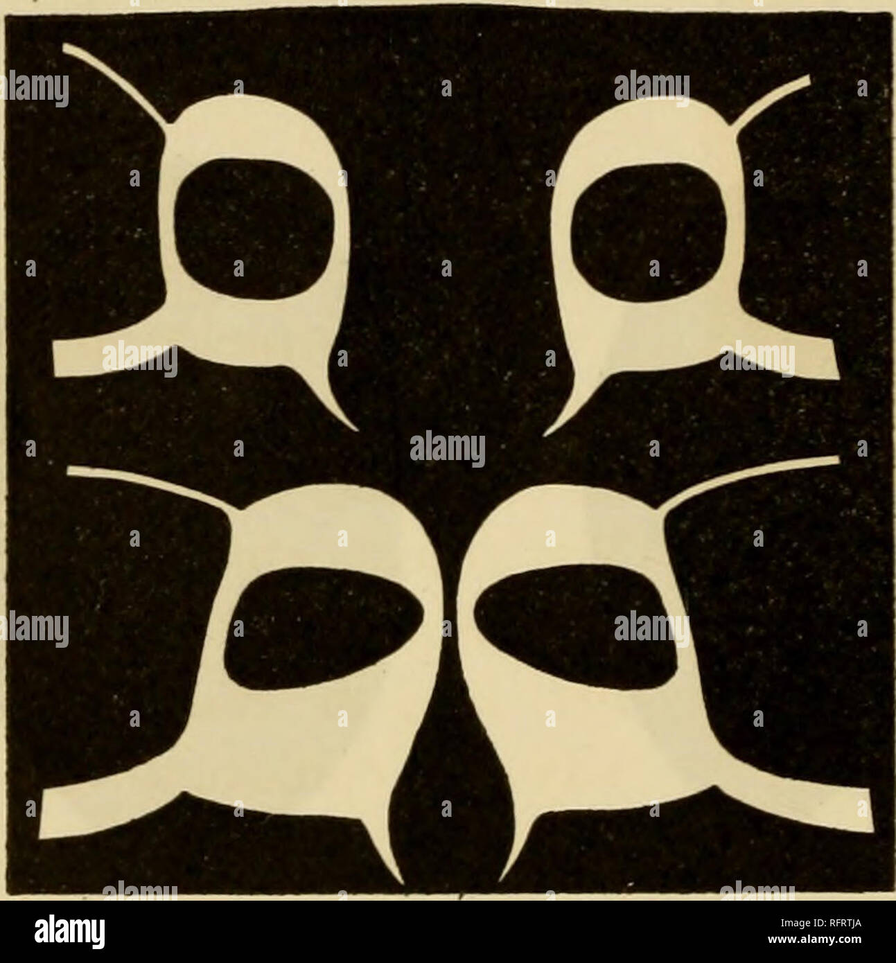 Carnegie Institution of Washington publication. 12 THE PHYSIOLOGY OF  STOMATA. An examination of the plastids, even when they are devoid of  starch, fails to convince one that chlorophyll is present. I