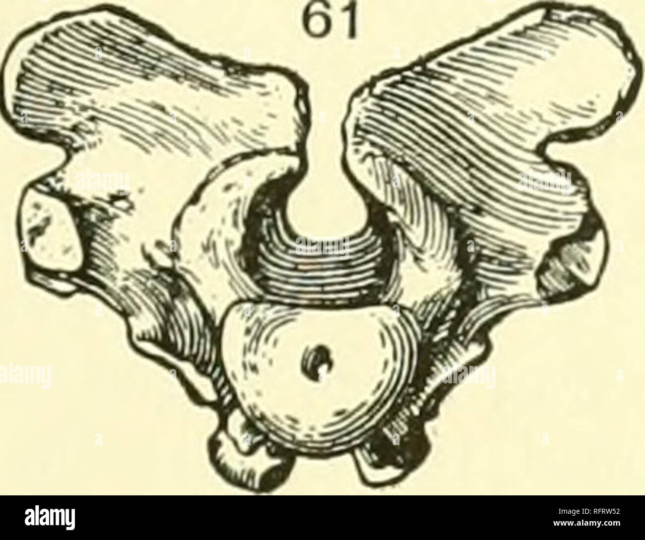 . Carnegie Institution of Washington publication. . condyle is ...