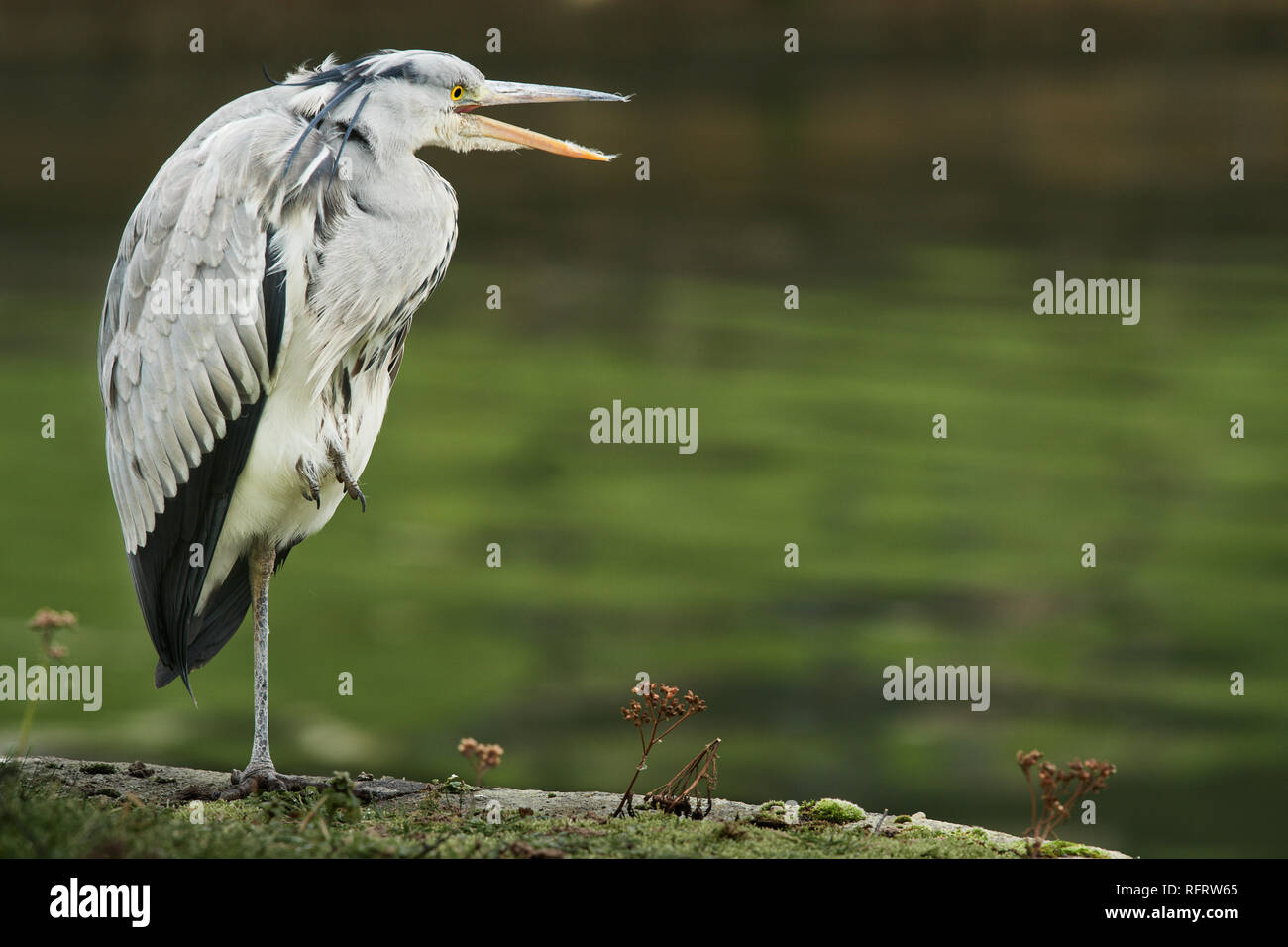 A grey heron stands crouched head into body on one leg at the side of a river waiting patiently and attentively. Stock Photo