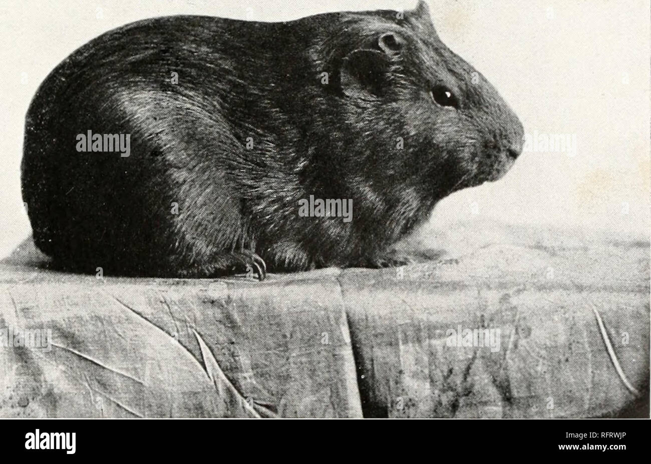 Black Short Haired Guinea Pig Stock Photos Black Short Haired