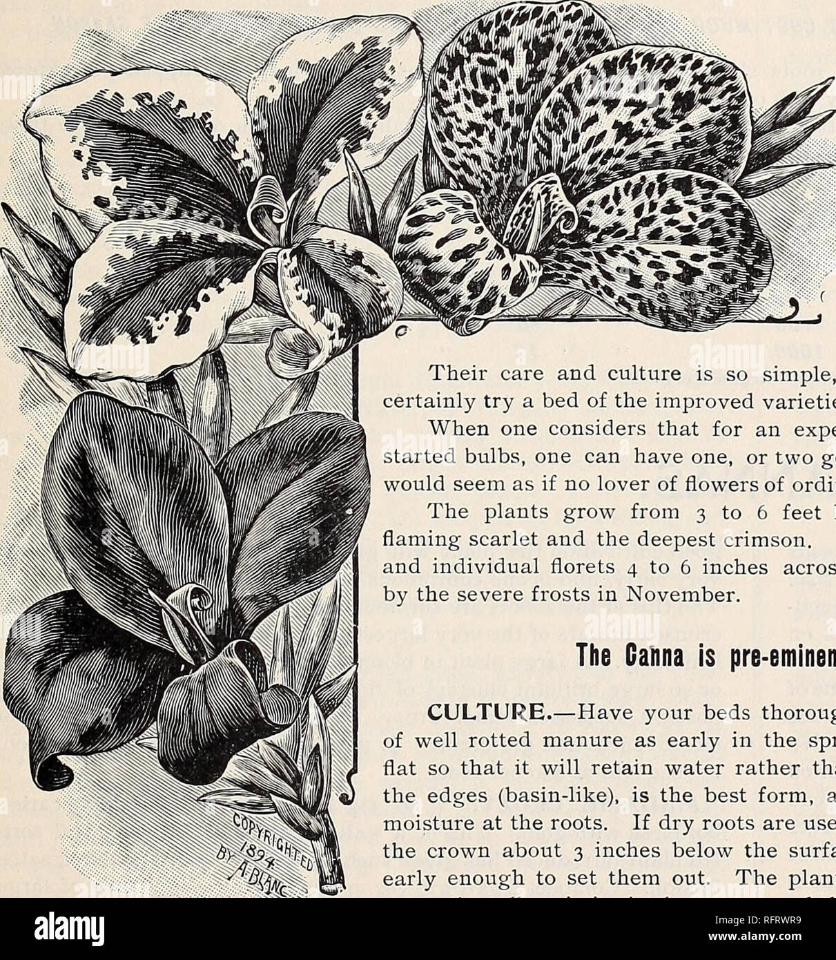 Carnations Nursery Stock New York State Catalogs Carnations Catalogs Flowers Catalogs Gardening Equipment And Supplies Catalogs Nursery Stock Carnations Flowers Gardening The Cottage Gardens Queens Long Island 19 Cannas The Dwarf